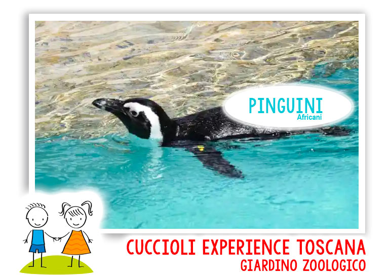 Pinguini zoo di Pistoia